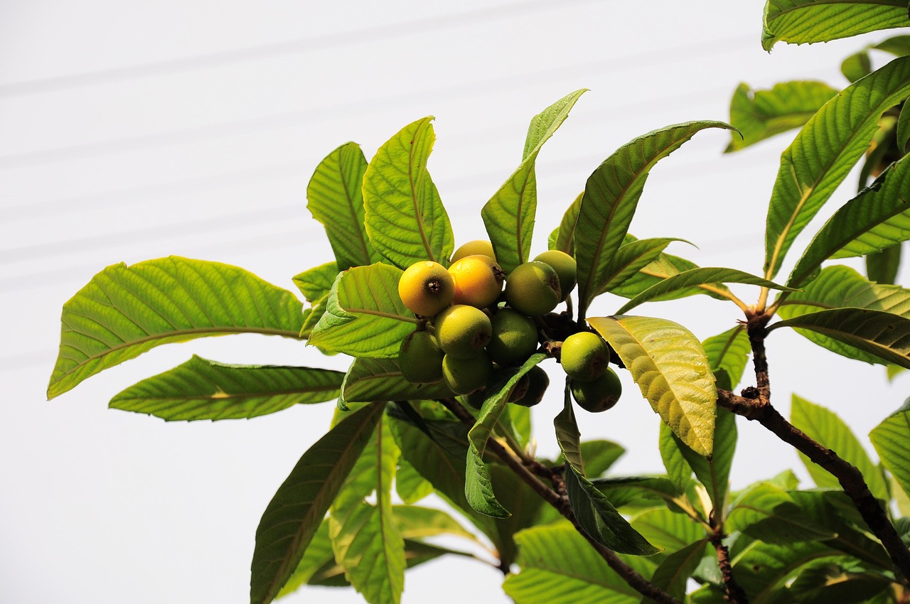 Malta plum, new world, new world fruit — Aesthetic Instagram Username Ideas to Match Your Feed in 2025