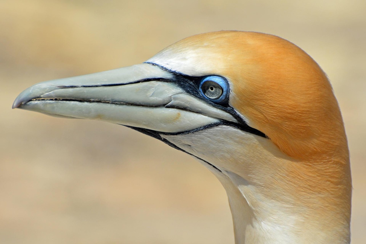 Northern gannet, bird, animal — Competitive Rankings: Where Do You Stand?