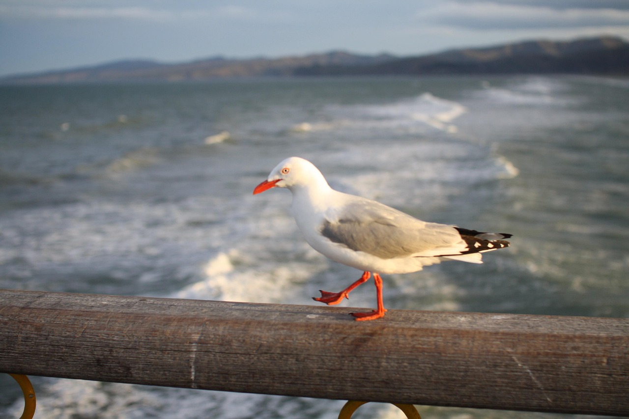 Seagull, bridge, ocean — Sweet Words & Fine Dining: Captions That Make Tinder Swipes Look Bland